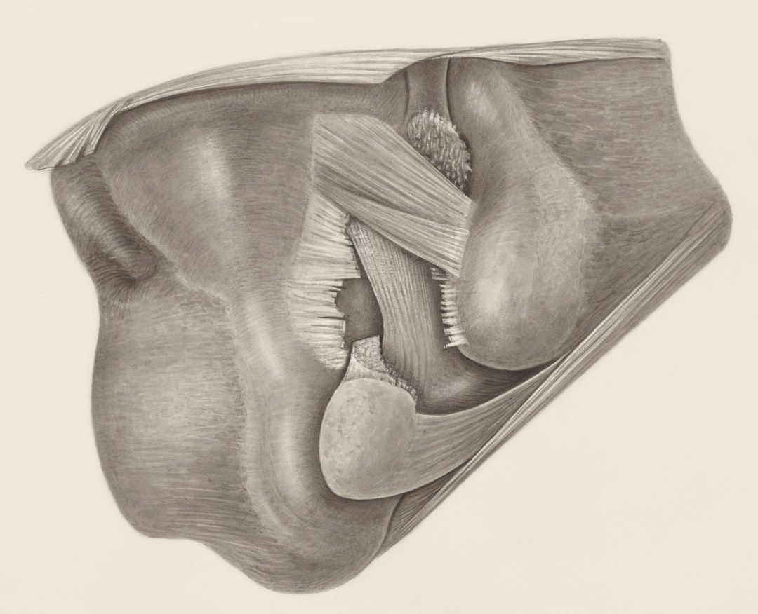 Anatomische Zeichnung der Hüfte mit sichtbaren Muskeln und Gelenk